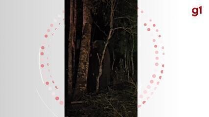 Pelznickel SC: Tradição de 14kg em Guabiruba - Imagem do artigo original