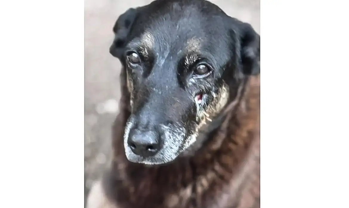 Polícia Pede Apreensão de Passaporte em Caso do Cão Orelha - Imagem do artigo original