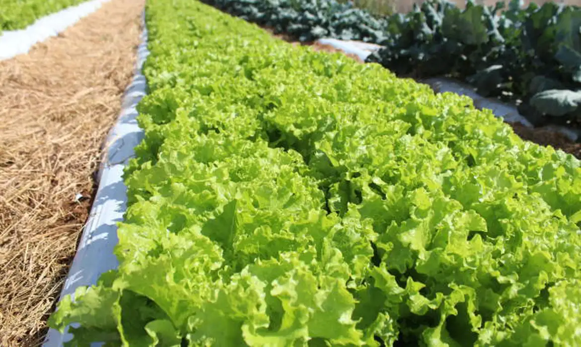 Embrapa Inaugura Unidade Mista de Pesquisa em Mato Grosso - Imagem do artigo original