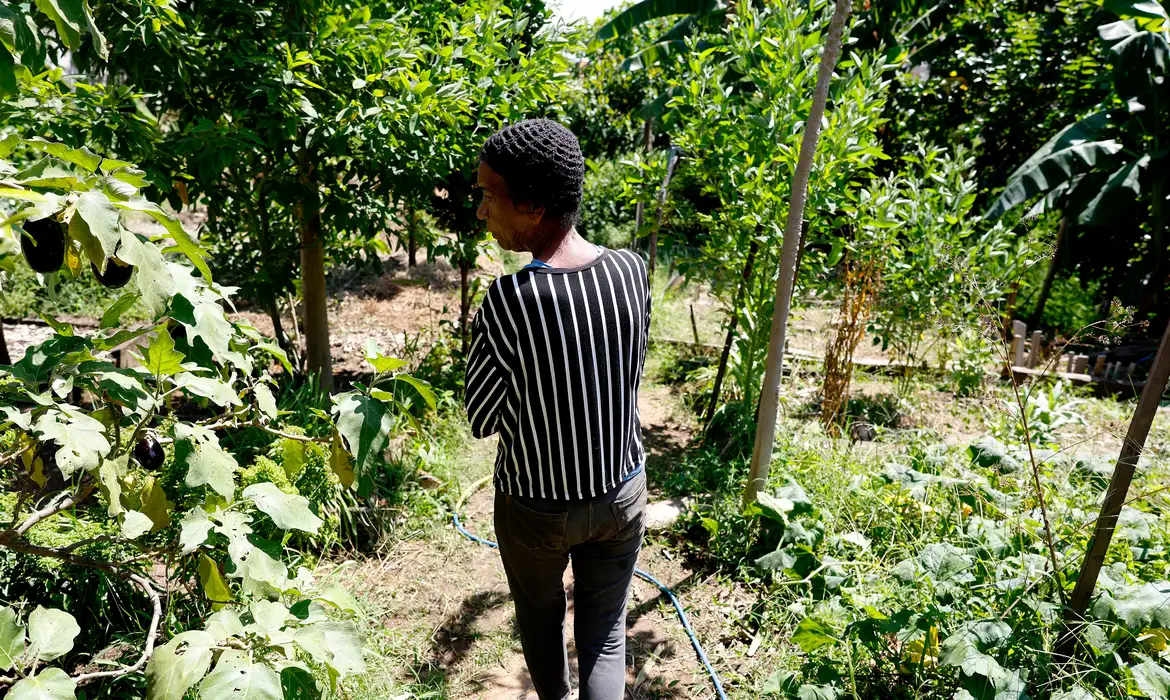 Horta Comunitária Salgueiro: Memória e Cidadania na Favela - Imagem do artigo original