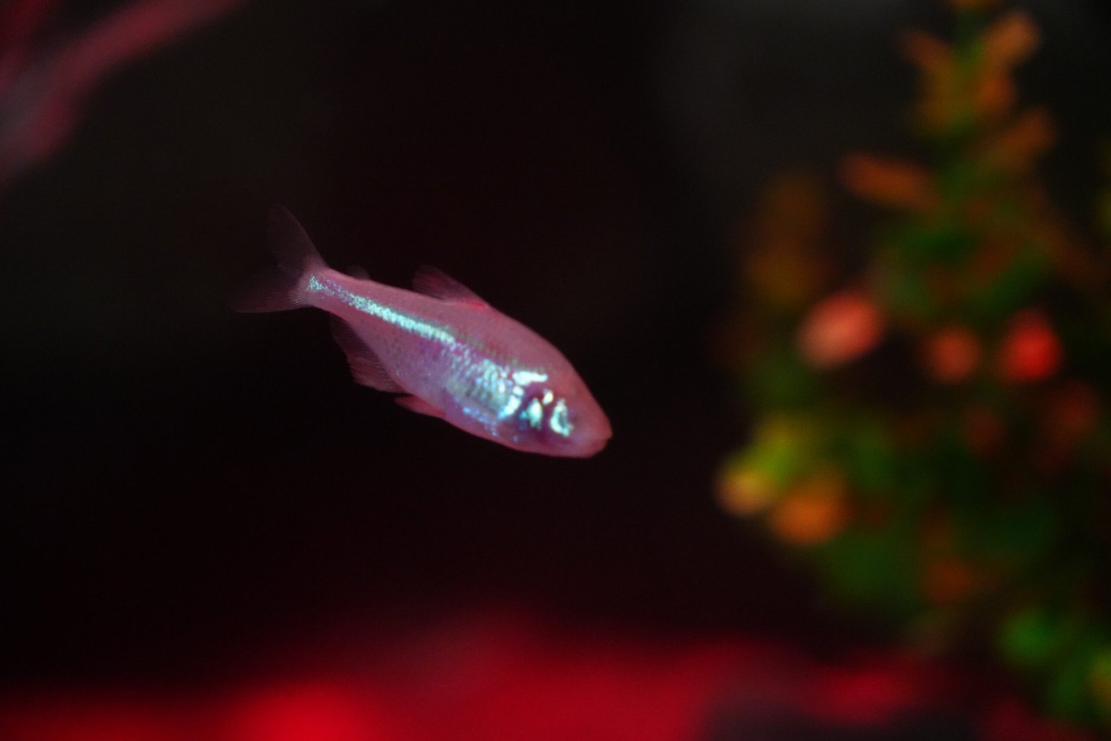 Peixe-Cego Agora Acessível no Oceanic Aquarium BC - Imagem do artigo