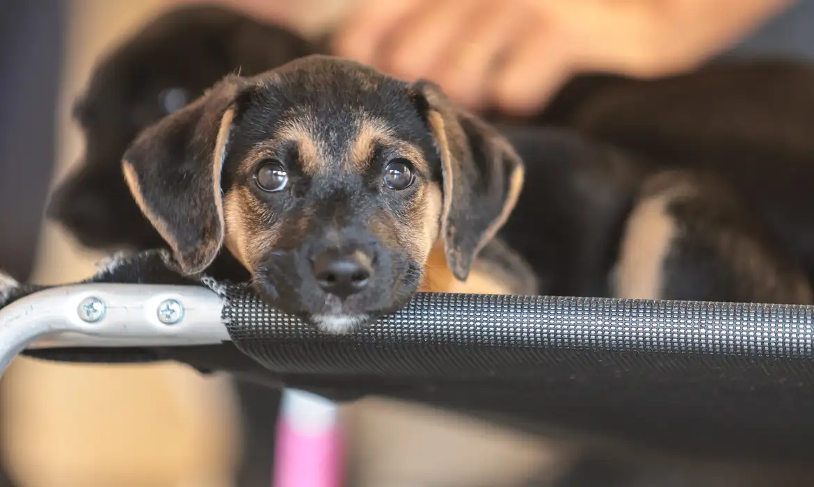 MAPA Abre Consulta Pública sobre Genéricos Veterinários - Imagem do artigo original