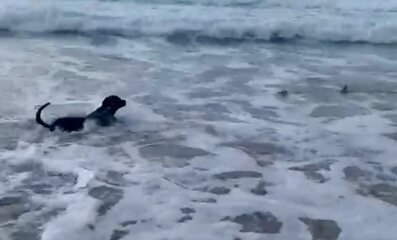 Cão Oceano em Noronha: Cachorro Desafia Tubarões Marinhos - Imagem do artigo original
