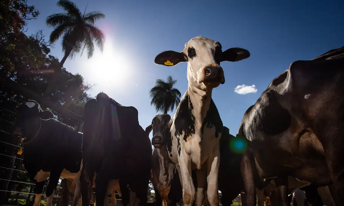 Veto à carne brasileira: UE proíbe importação a partir de setembro - Imagem do artigo original
