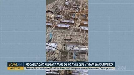Fiscalização resgata 95 aves, aplica multas e prende criador no PR - Imagem do artigo original