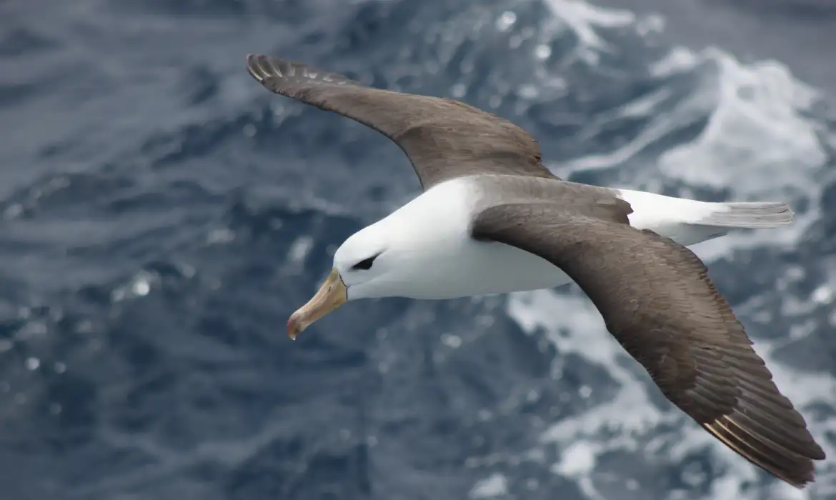 Medidas urgentes para reduzir morte de albatrozes na pesca - Imagem do artigo original