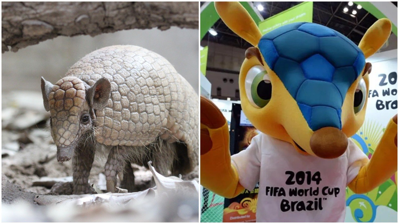 Tatu-bola Ameaçado 12 Anos Após Mascote Fuleco - Imagem do artigo