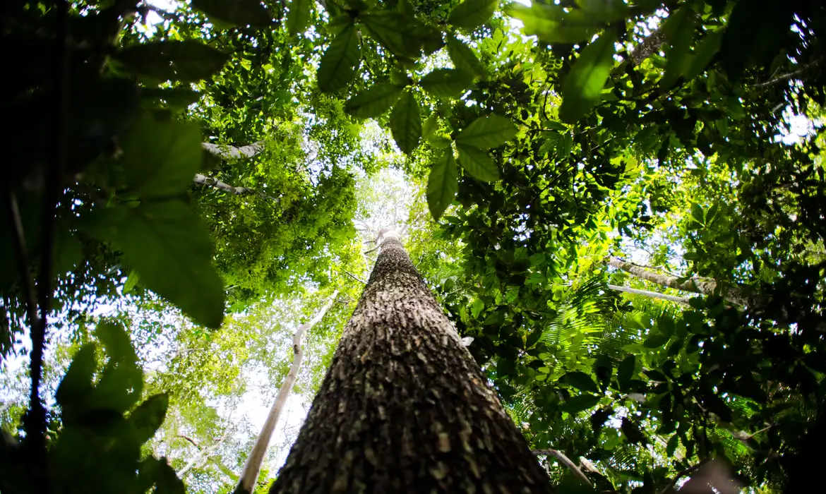 BNDES aloca R$ 6 bi para expandir mercado de crédito de carbono - Imagem do artigo original
