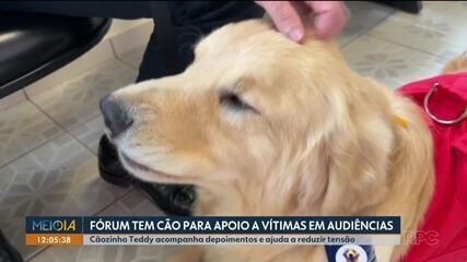 Cão de Apoio Humaniza Audiências em Fórum do Paraná - Imagem do artigo original