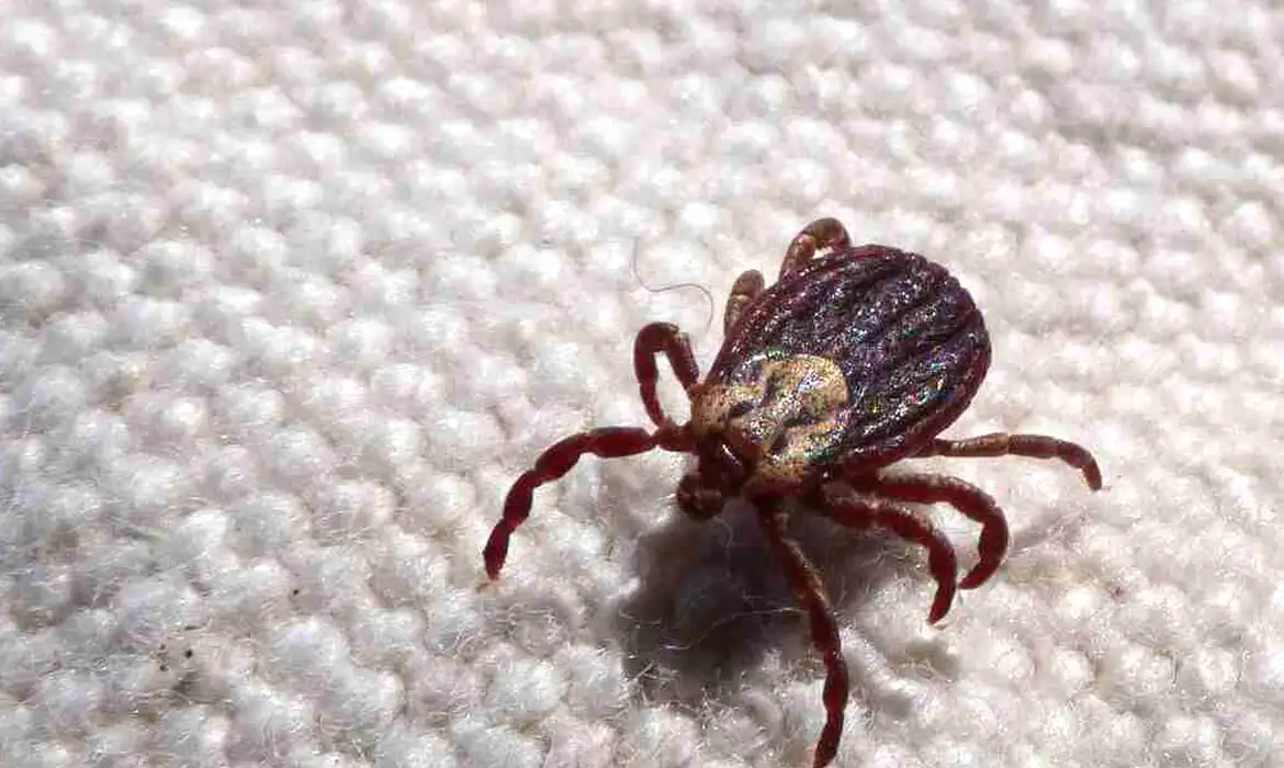 Febre Maculosa SP: 18 Mortes Registradas em 19 Casos - Imagem do artigo original